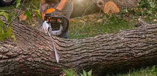 How Our Tree Care Process Works  in  Richmond, TX
